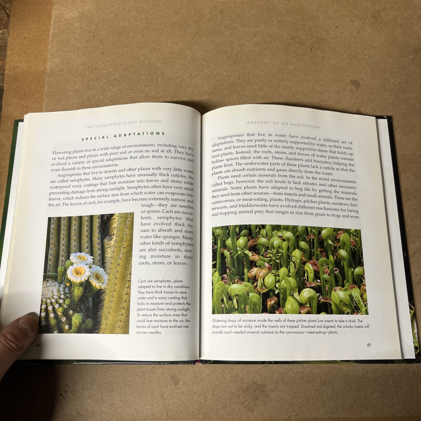 The Flowering Plant Division by Rebecca Stefoff (2006, Hardcover) Good