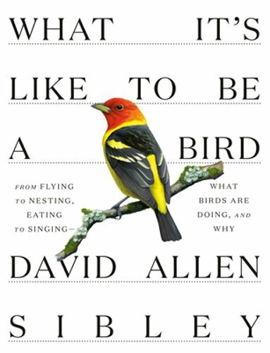 What It’s Like to be a Bird by David Allen Sibley: New