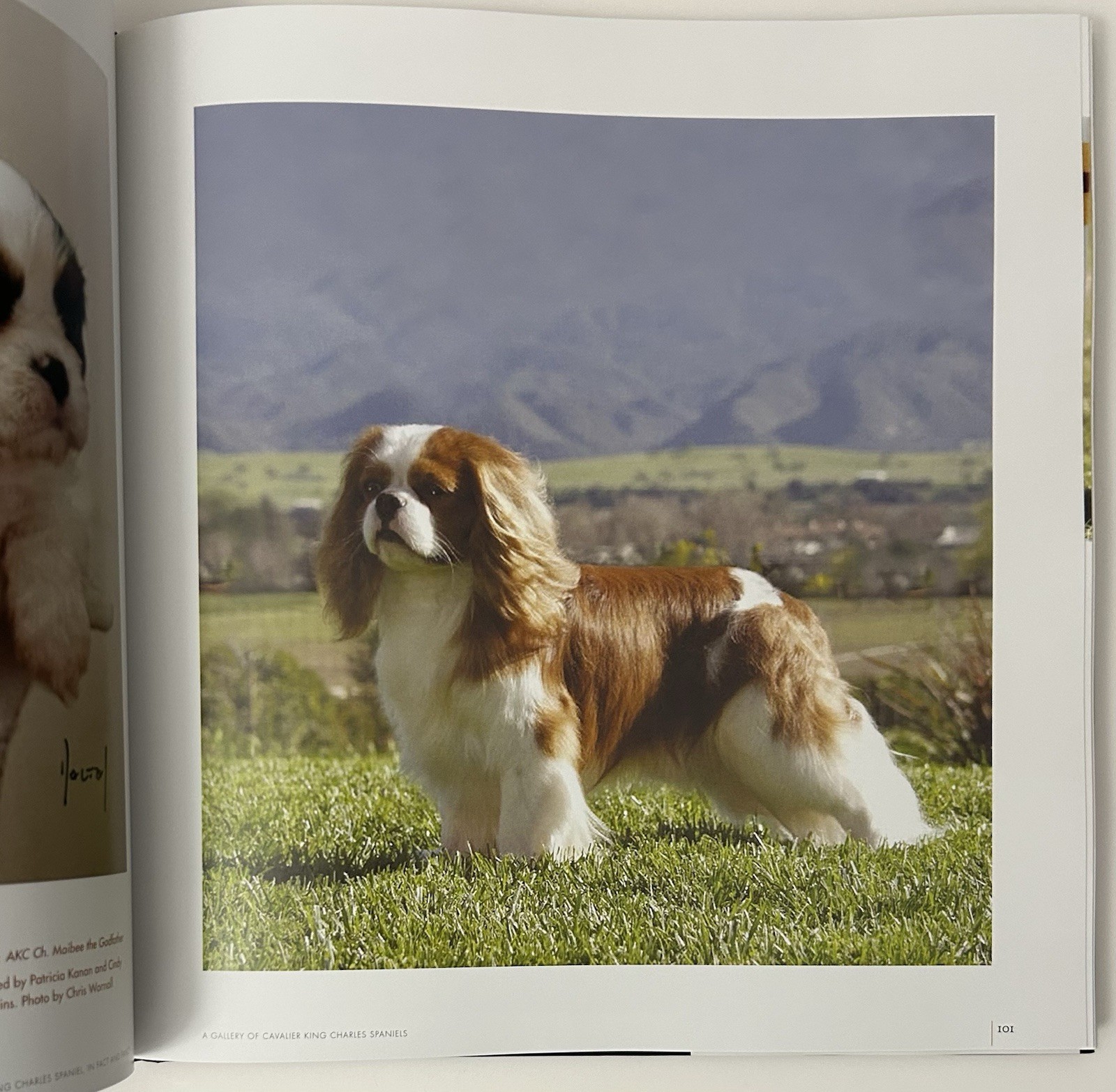 SIGNED Cavalier King Charles Spaniel by Garnett-Wilson (2007, Hardcover)