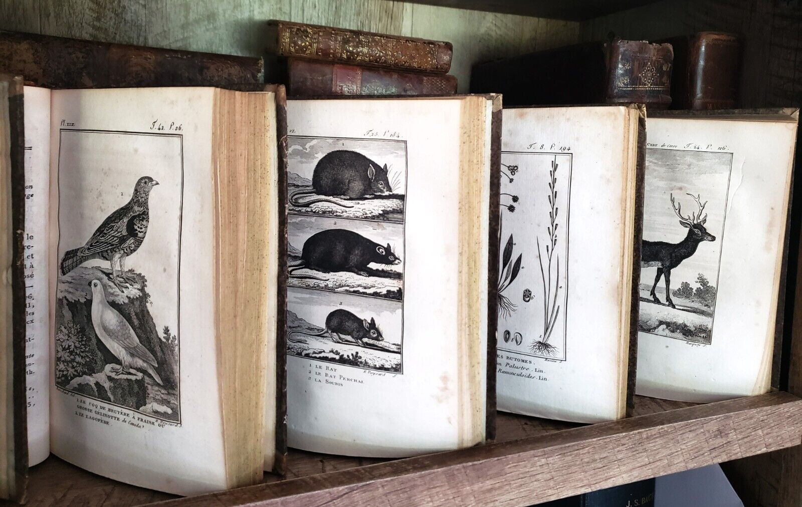 NATURAL HISTORY OF BUFFON 1799 – 1808 Engraved Editions of Animals, Fish, Birds