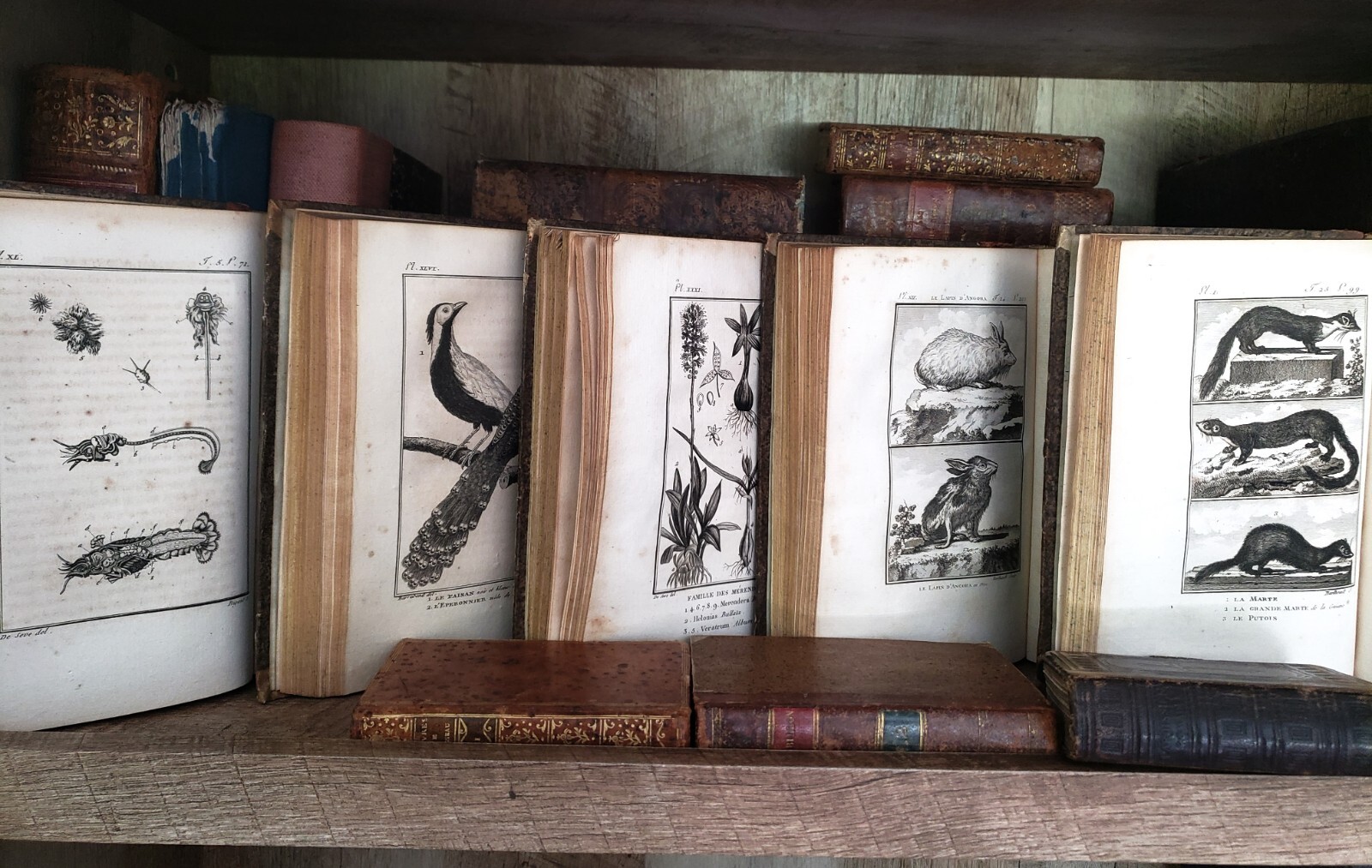 NATURAL HISTORY OF BUFFON 1799 – 1808 Engraved Editions of Animals, Fish, Birds