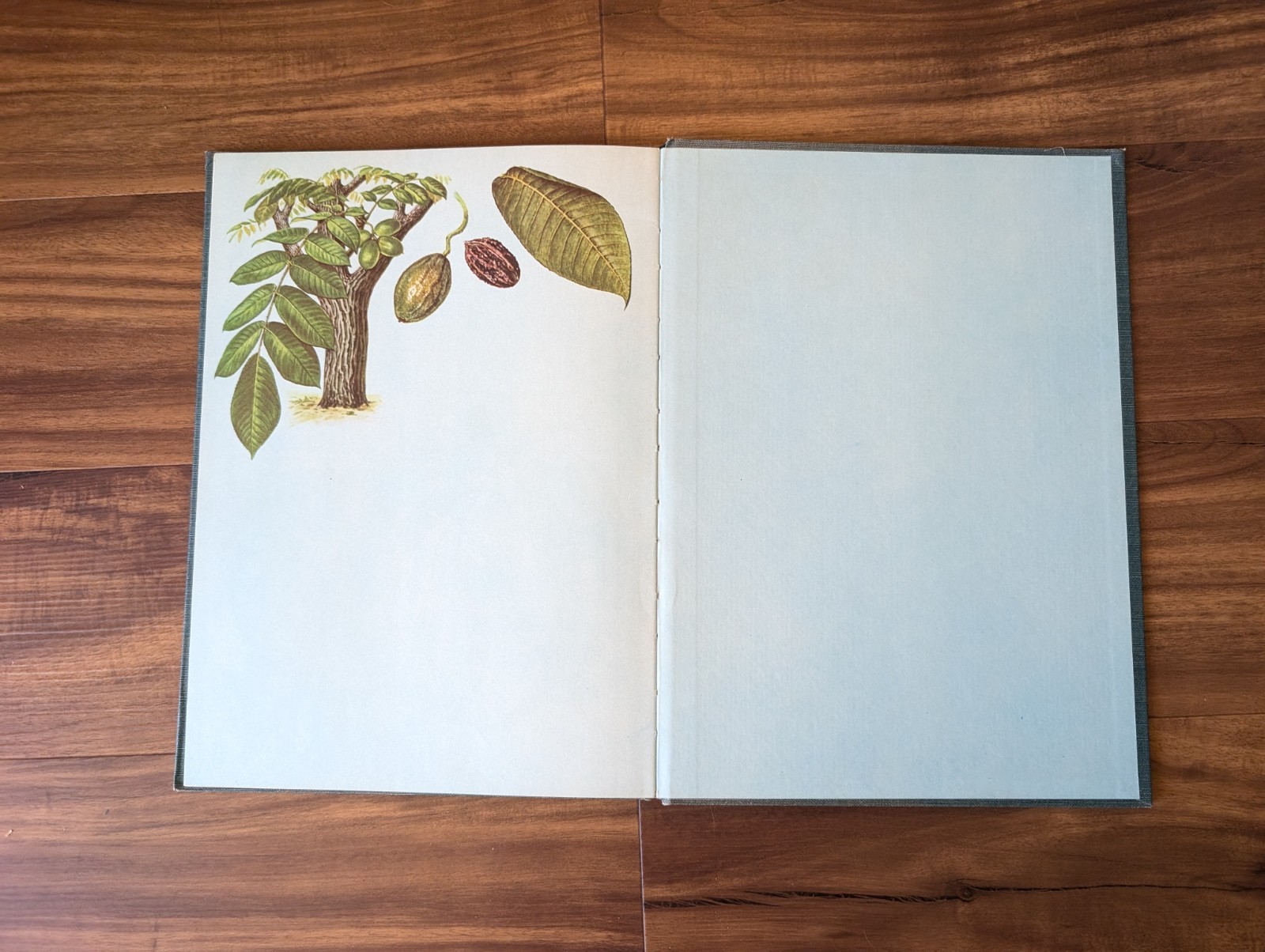 An Introduction To Trees by John Kieran 100 Trees In Color 1954 1ST EDITION