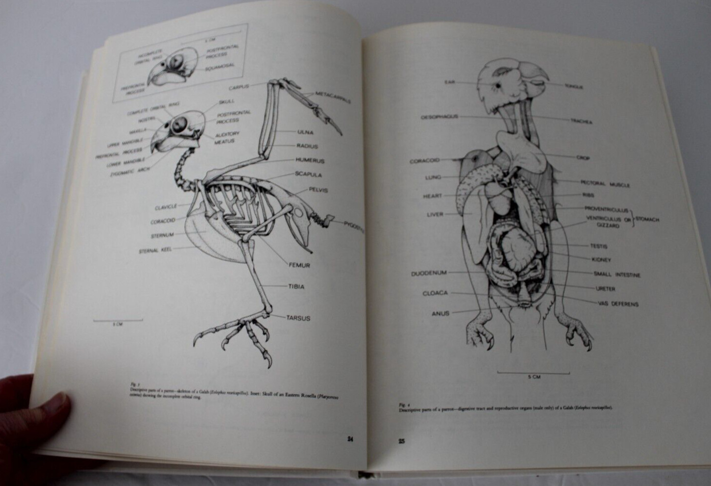 Parrots of the World by Joseph Michael Forshaw (1977, Hardcover, Reprint)