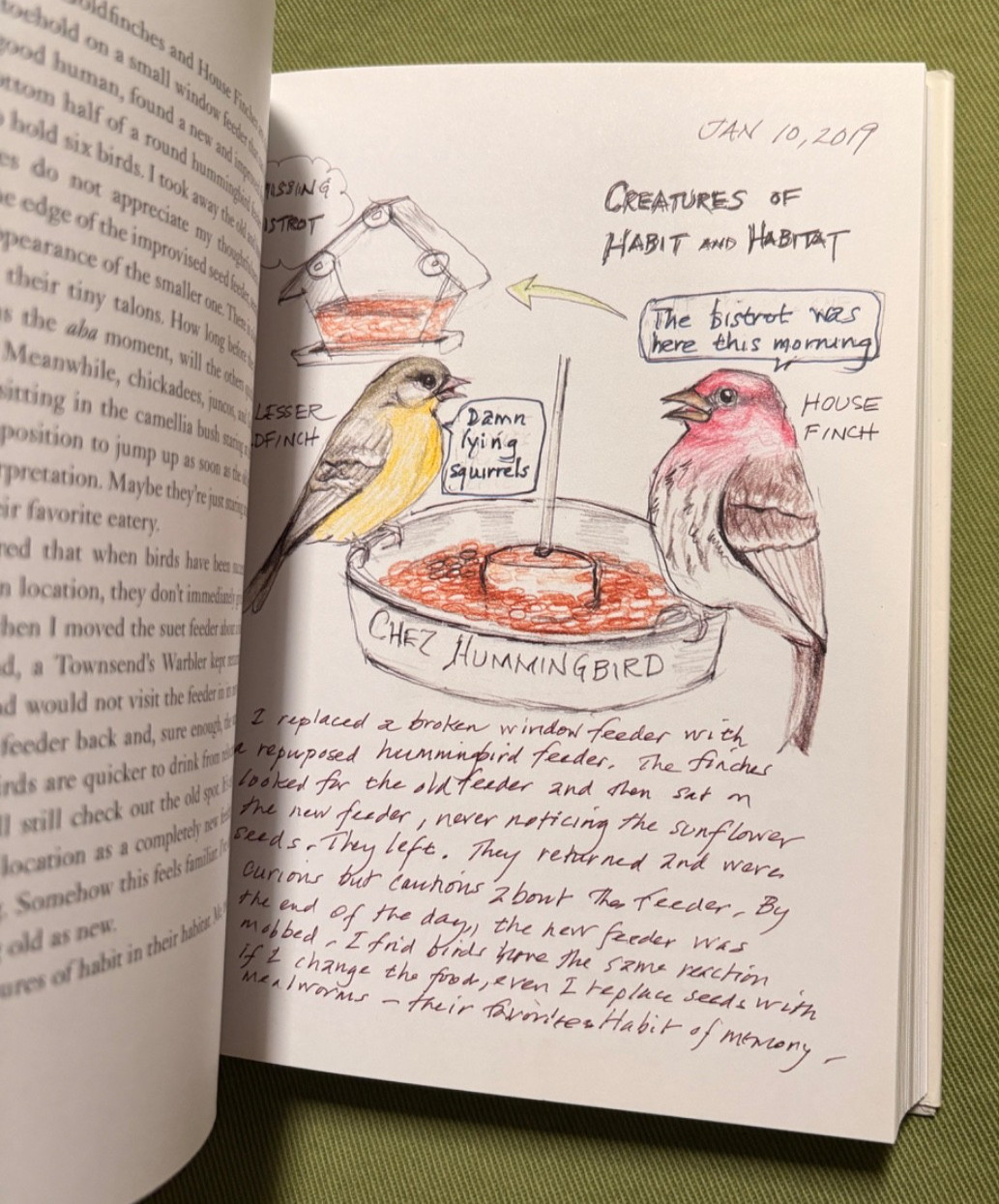 The Backyard Bird Chronicles – Written and Illustrated by Amy Tan