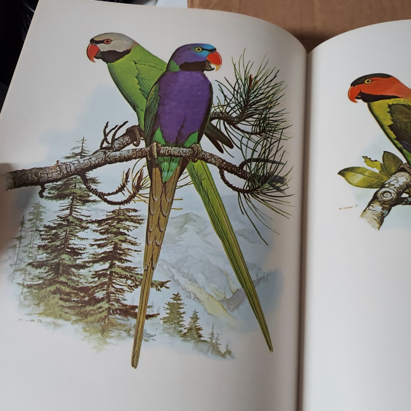 Parrots of the World – Hardcover By Forshaw, Joseph – VERY GOOD