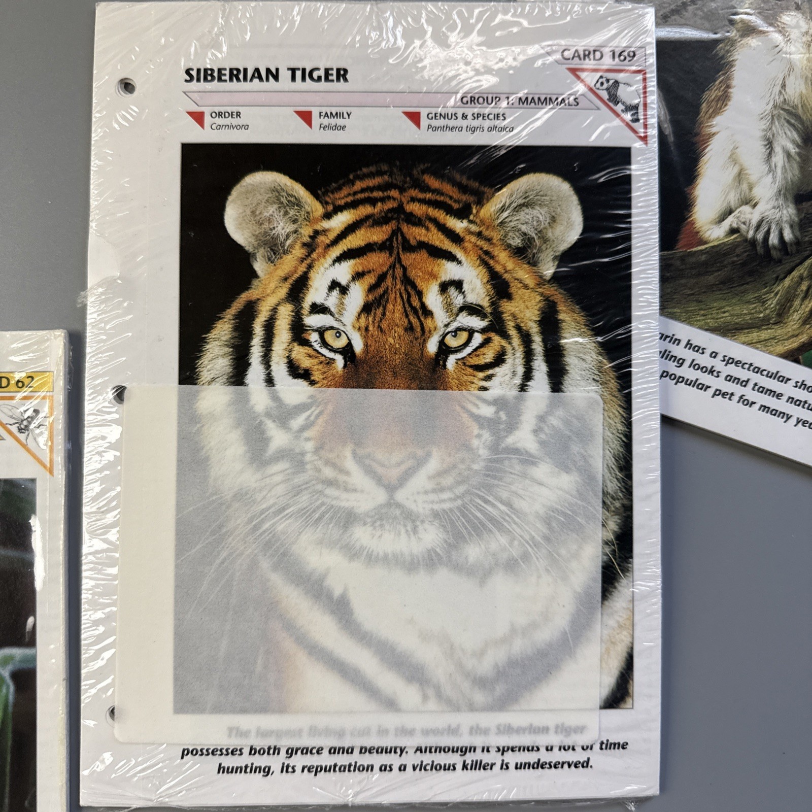SEALED Wildlife Fact-File Cards: Mammals (#169, 293), Fish #43, Group 5 #62