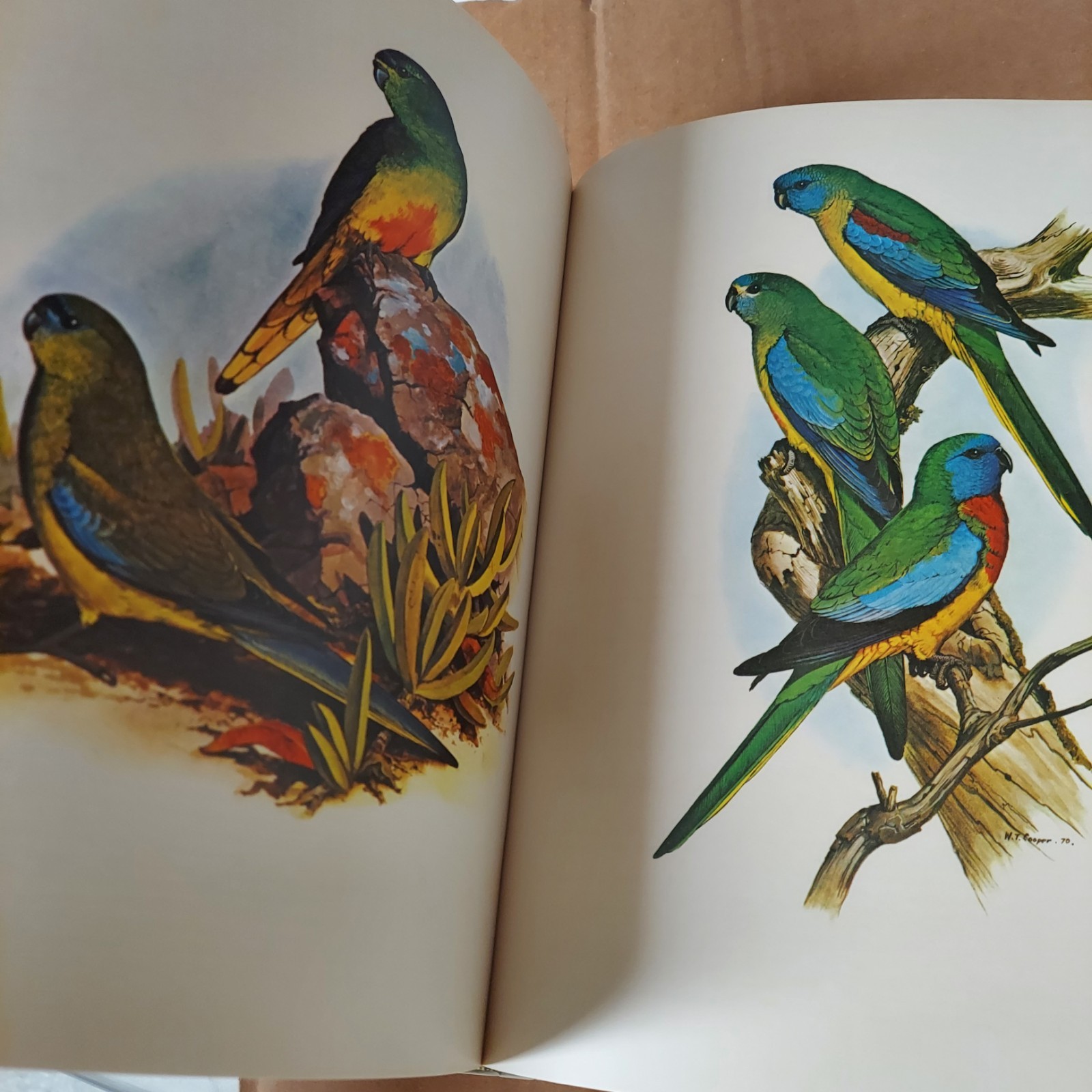 Parrots of the World – Hardcover By Forshaw, Joseph – VERY GOOD