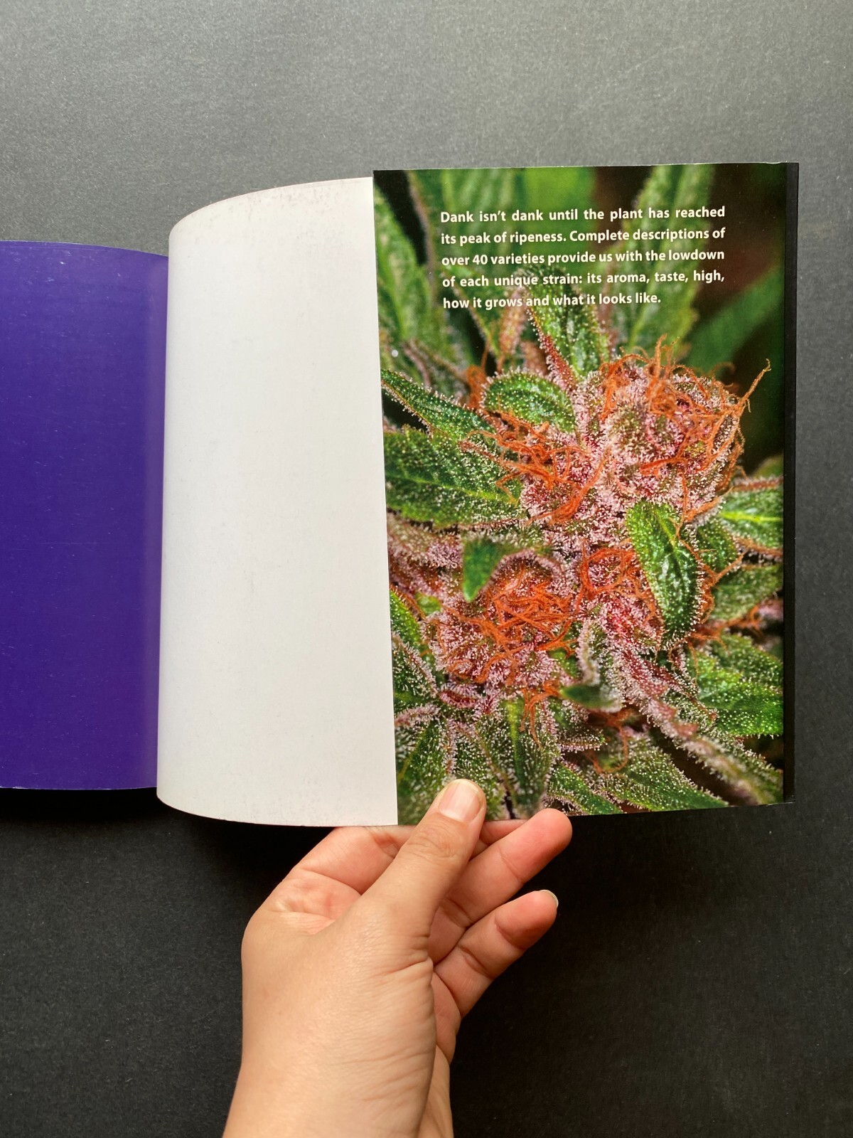 2011 – Dank 2.0 – Subcool – Illustrated – Popular Culture – Gardening Marijuana