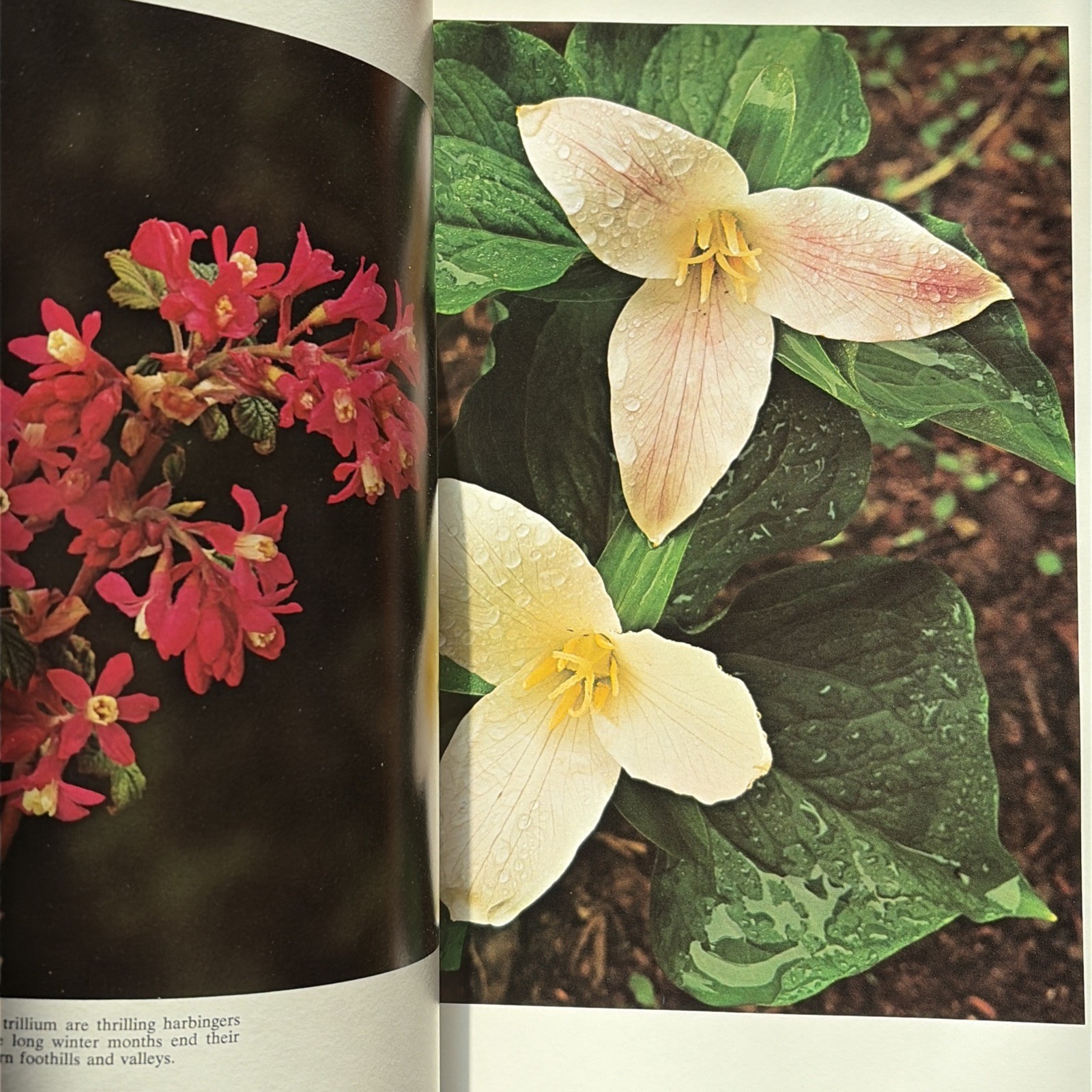 The Cascade Range by Ray Atkeson, 1969