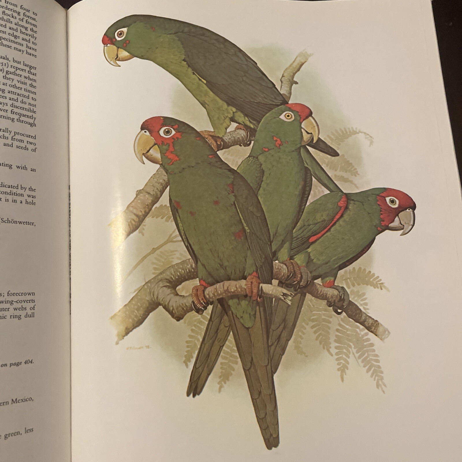 Parrots of the World – Joseph M Forshaw & William T Cooper 1977