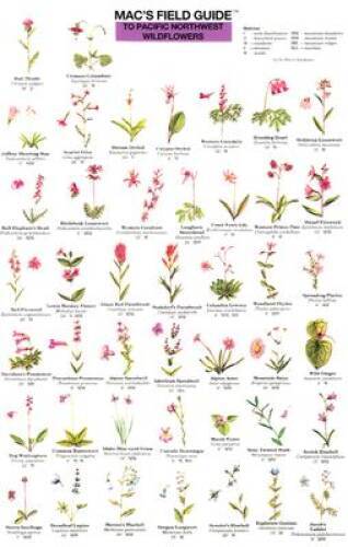 Macs Guide-Pac Nw Wildflowers (Macs Guides (Flash Cards)) – VERY GOOD