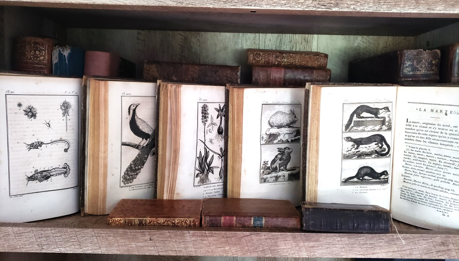 NATURAL HISTORY OF BUFFON 1799 – 1808 Engraved Editions of Animals, Fish, Birds