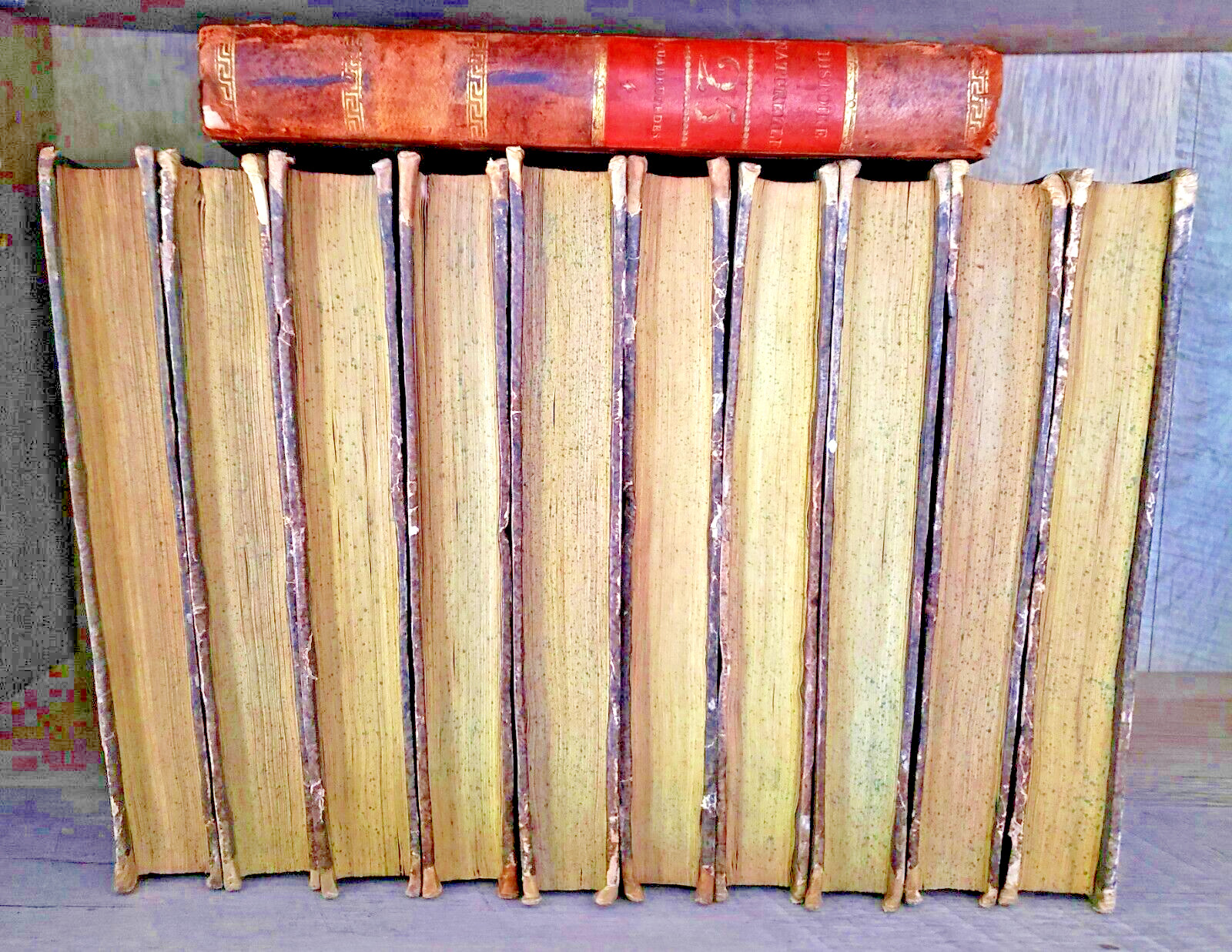 NATURAL HISTORY OF BUFFON 1799 – 1808 Engraved Editions of Animals, Fish, Birds