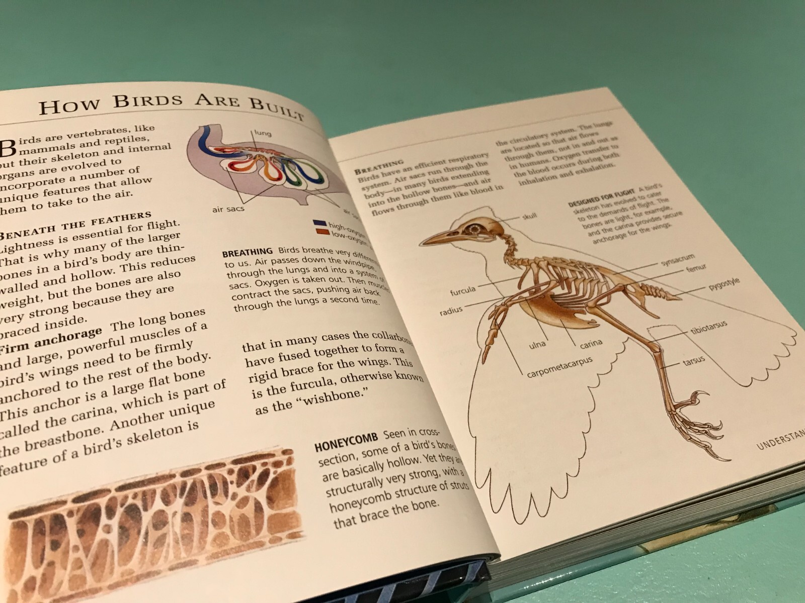 Home Reference Library Birds Consultant Editor Joseph M. Forshaw