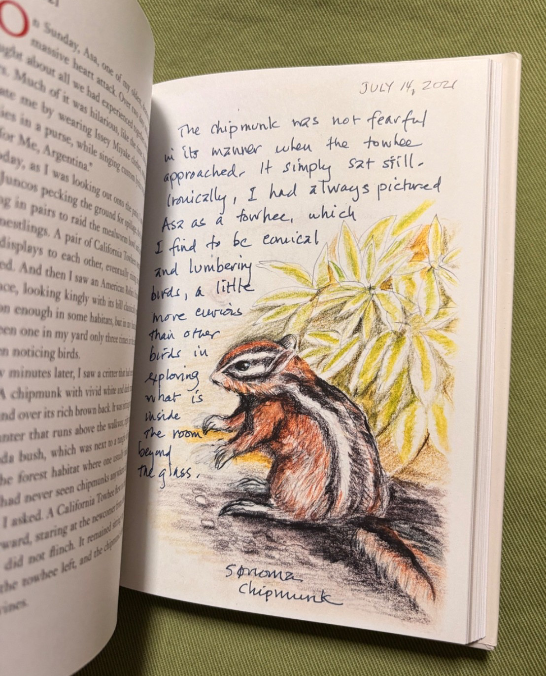 The Backyard Bird Chronicles – Written and Illustrated by Amy Tan