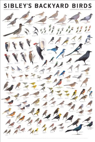 SIBLEY’S BACKYARD BIRDS: WESTERN NORTH AMERICA By David Allen Sibley *BRAND NEW*
