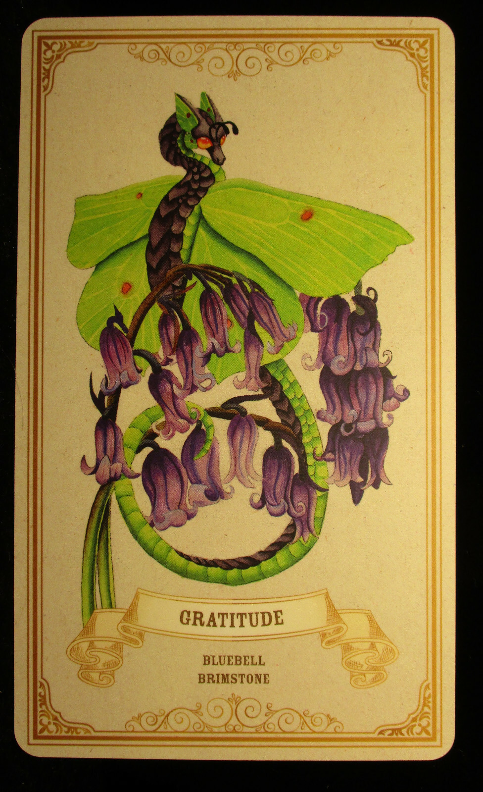 SEALED NEW ~ ENCHANTED BLOSSOMS CARDS & BOOK ORACLE DRAGONS BUTTERFLIES FLOWERS