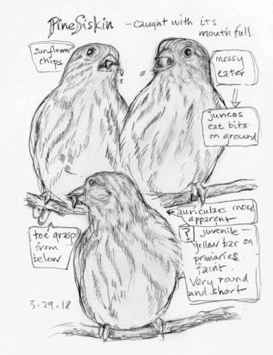 The Backyard Bird Chronicles