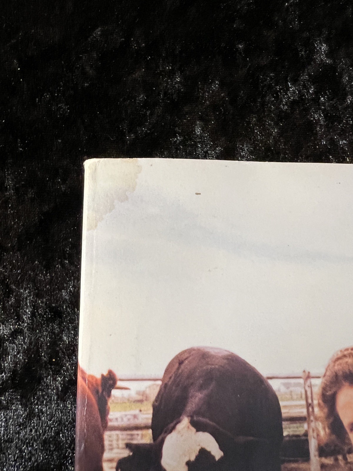 SIGNED ‘Thinking in Pictures’ — Temple Grandin (Expanded Edition Softcover)